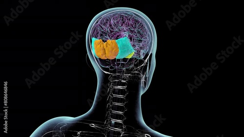 Human brain with highlighted occipital gyri, animation