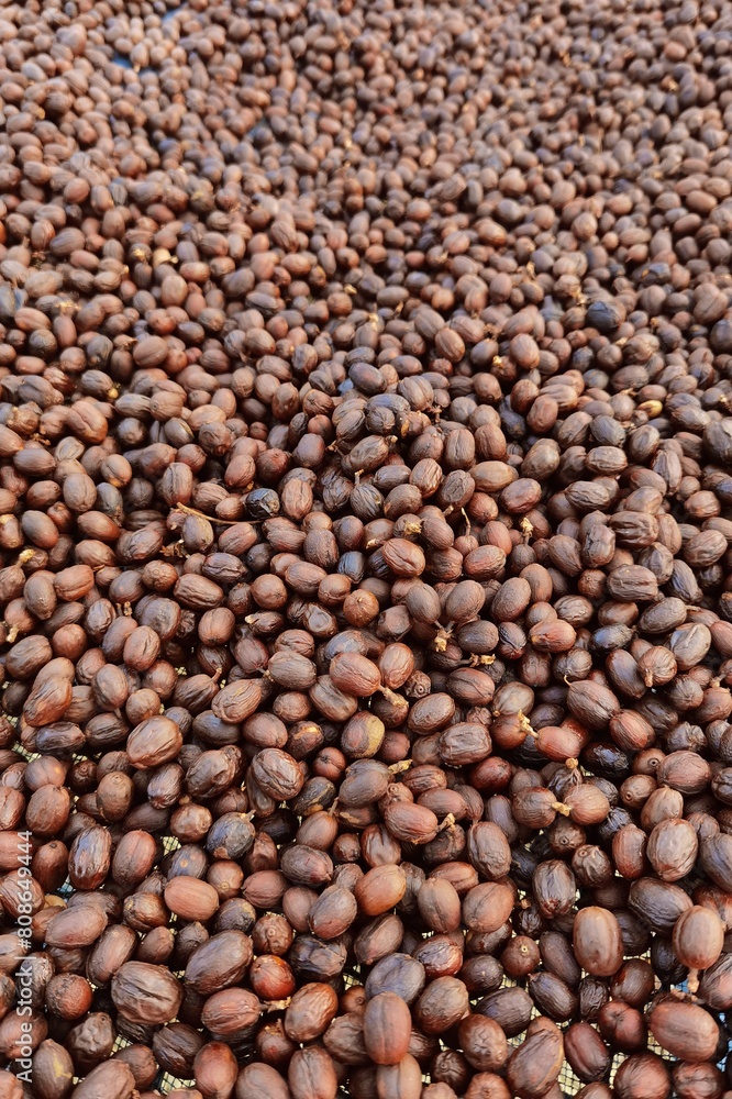 Coffee beans drying in the sun Coffee beans drying in the sun