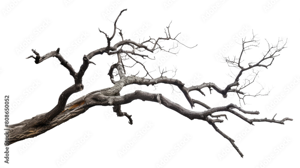 old dead spooky tree isolated on white or transparent png old dead spooky tree isolated on white or transparent png