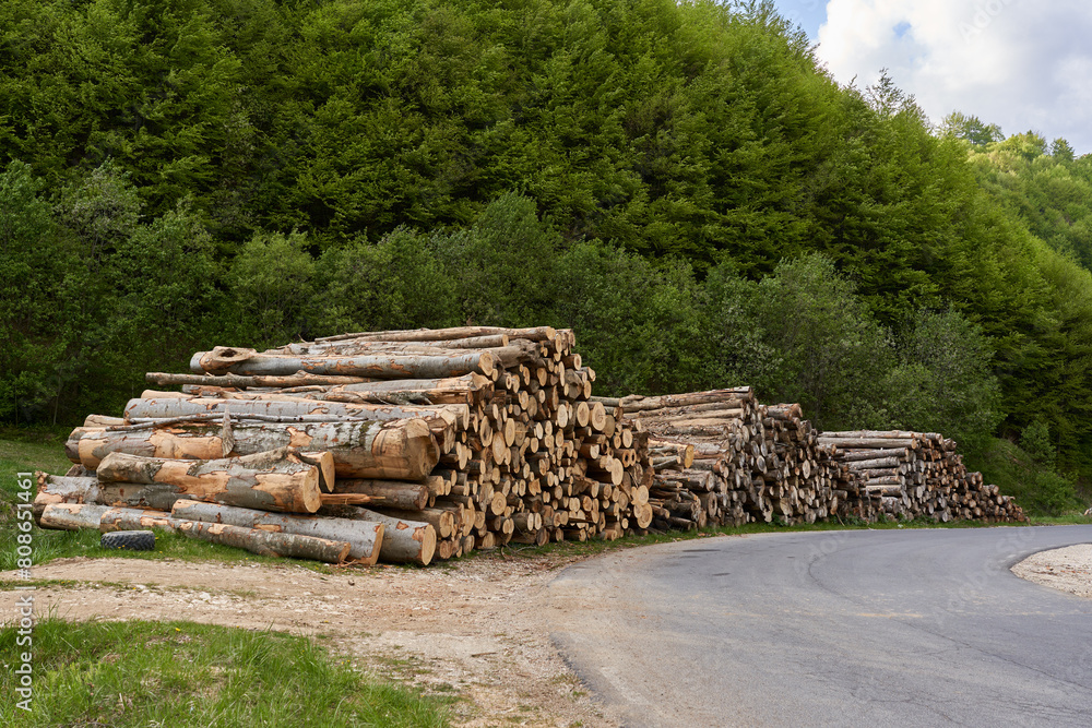 Large stack of timber in the forest