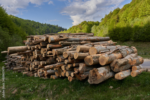 Large stack of timber in the forest