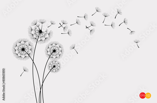 Vector illustration dandelion seed blowing in the wind. Dandelion seed icon. Dandelion on a white background. Vector illustration