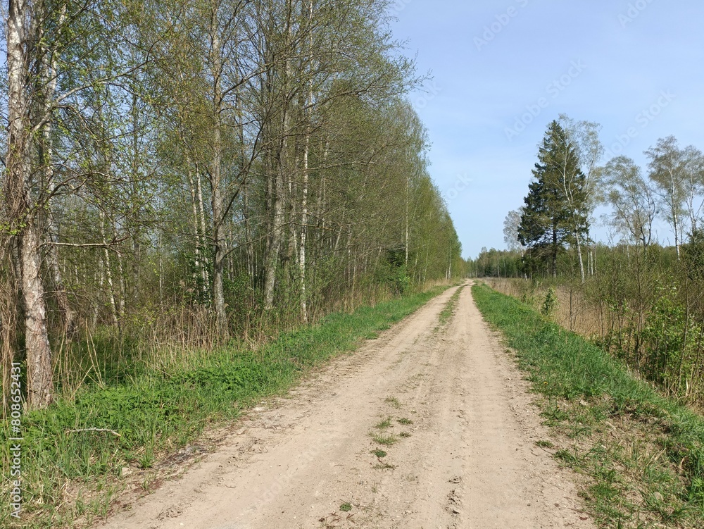 Road in forest in Siauliai county during sunny summer day. Oak and birch tree woodland. Sunny day with white clouds in blue sky. Bushes are growing in woods. Sandy road. Nature. Miskas. Road in forest in Siauliai county during sunny summer day. Oak and birch tree woodland. Sunny day with white clouds in blue sky. Bushes are growing in woods. Sandy road. Nature. Miskas.
