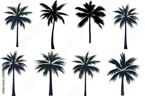 Set of palm trees, coconut tree, palm trees silhouette