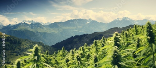 Guerrilla cultivation of marijuana in a field area with stunning mountain views ideal for outdoor growth Copy space image photo