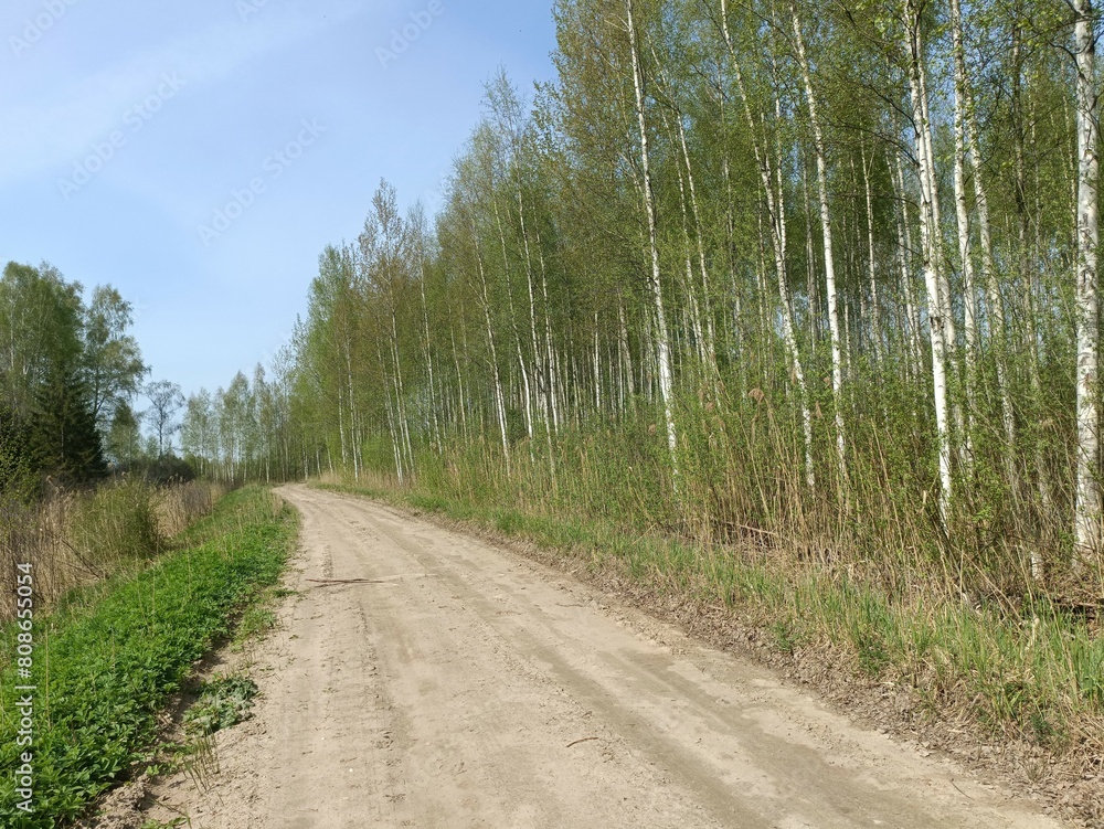 Road in forest in Siauliai county during sunny summer day. Oak and birch tree woodland. Sunny day with white clouds in blue sky. Bushes are growing in woods. Sandy road. Nature. Miskas. Road in forest in Siauliai county during sunny summer day. Oak and birch tree woodland. Sunny day with white clouds in blue sky. Bushes are growing in woods. Sandy road. Nature. Miskas.