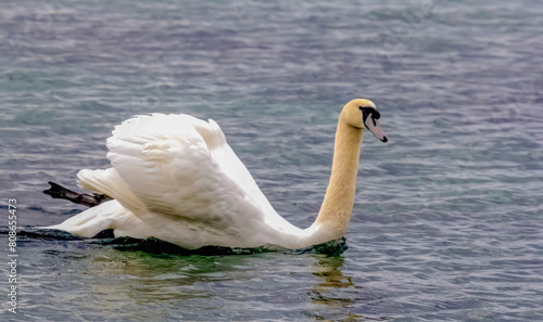 A white swan sails on Lake Geneva