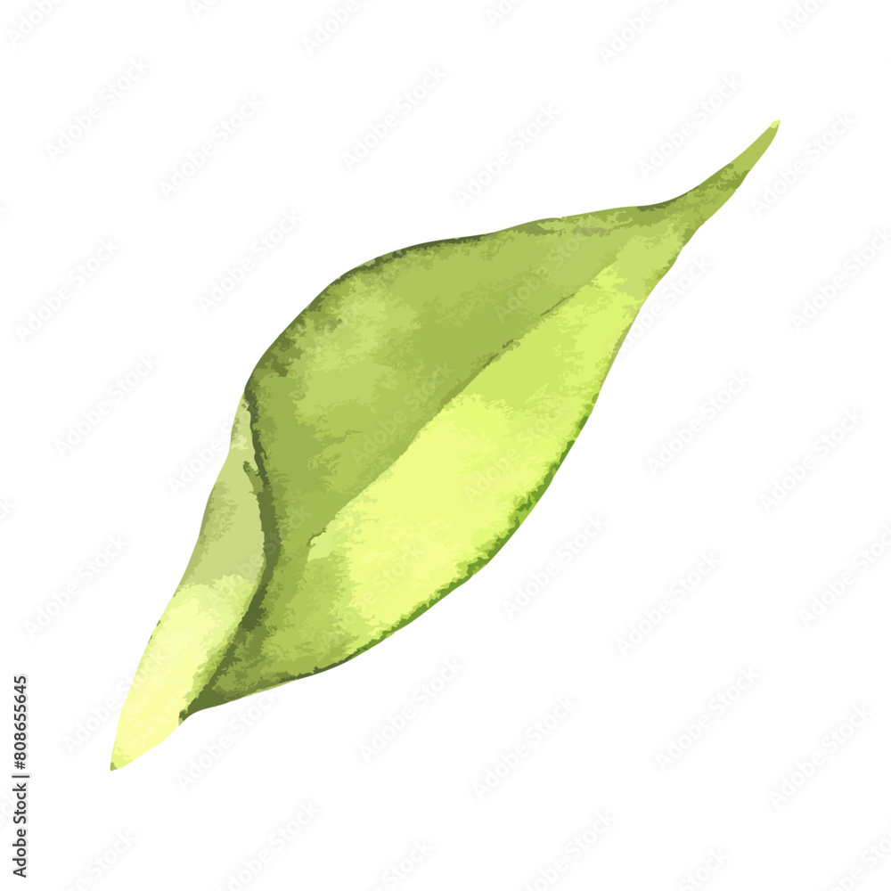 Fototapeta premium Abstract Leaf Element Green Watercolor