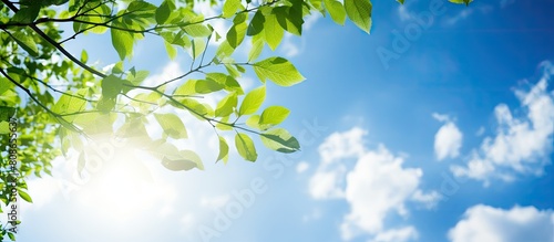 A sunny blue sky serves as the backdrop for a tree branch adorned with green leaves creating a summer themed image with ample space for additional content © Ilgun