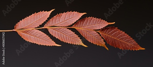 Close up of a leaf from the False Spiraea or Sorbaria Sorbifolia with ample copy space for an image photo