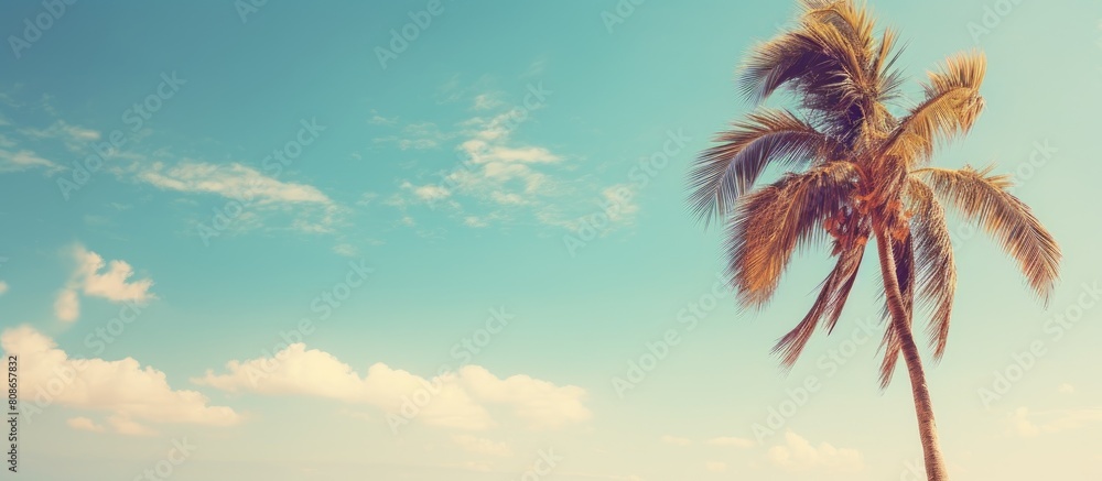 A retro vintage toned copy space image of a palm tree standing against a sunny blue sky at a tropical coast in the summertime
