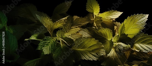 The transformation of catnip leaves from green to brown beautifully captured in a closeup copy space image