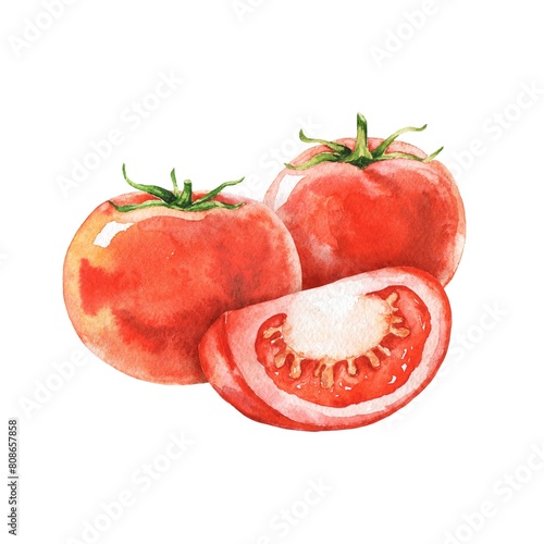 Tomato vegetables watercolor composition on white hand painted illustration  (ID: 808657858)