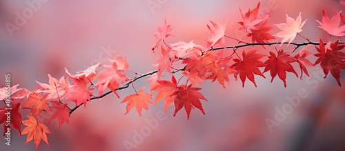 Acer japonicum red autumn leaves captured in a deliberately blurred style with copy space image