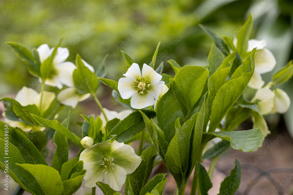 Fototapeta premium Helleborus orientalis Pretty Ellen White in garden