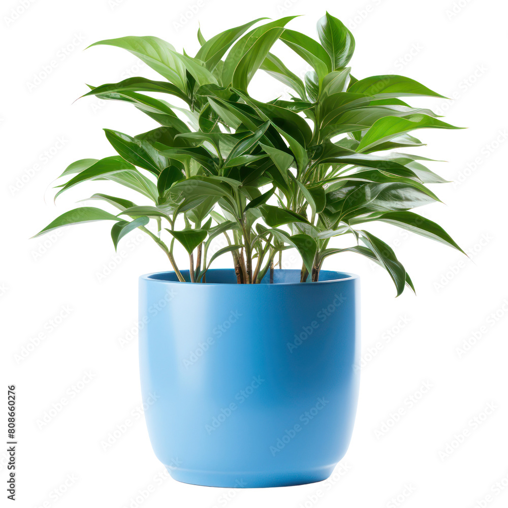 custom made wallpaper toronto digitalA beautiful, lush potted plant in a blue vase. Perfect for adding a touch of greenery to any room.