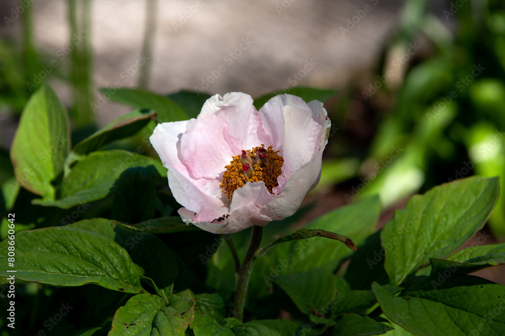  peony blossom in the garden