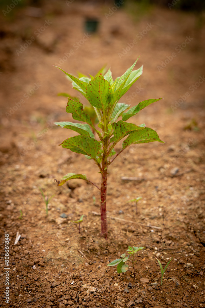 a young tree growing in the dirt on a sunny day a young tree growing in the dirt on a sunny day