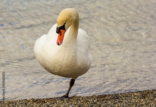 A swan stands on one leg on the shore of Lake Geneva