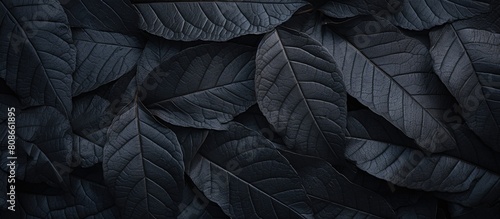 Close up of a dark leaves texture creating an abstract nature background with copy space image