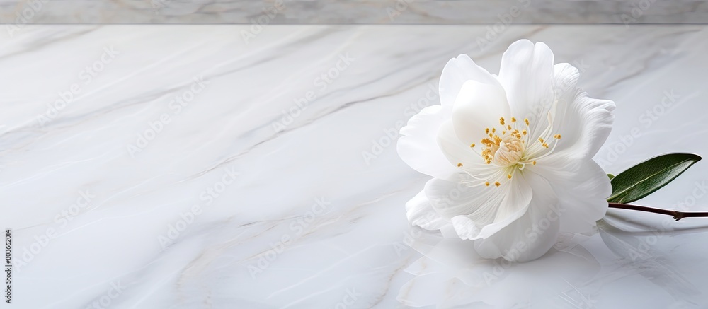 A white cotton flower is placed on a marble table creating a background for a copy space image A white cotton flower is placed on a marble table creating a background for a copy space image