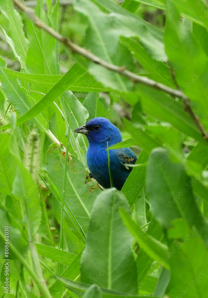     colorful male indigo bunting perched in a  shrubs at quintana neotropical bird sanctuary in spring along the gulf coast in quintana, texas  