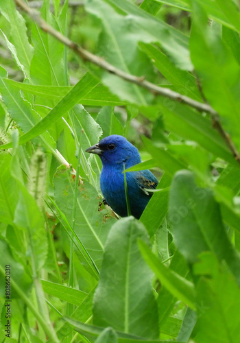  colorful male indigo bunting perched in a shrubs at quintana neotropical bird sanctuary in spring along the gulf coast in quintana, texas 