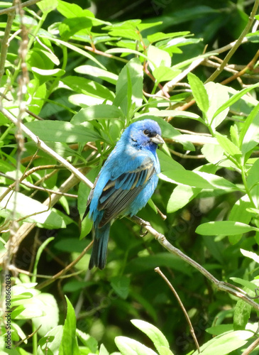 beautiful indigo bunting perched in a tree in peveto woods sanctuary in spring along the gulf coast in cameron, louisiana