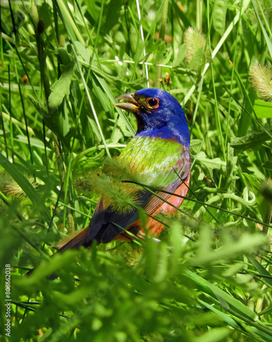colorful male painted bunting perched in a  shrubs at quintana neotropical bird sanctuary in spring along the gulf coast in quintana, texas photo
