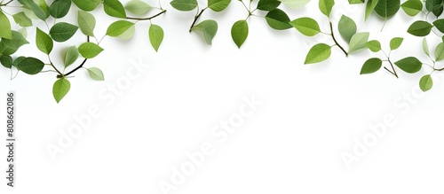 Copy space image featuring leaves set against a white background providing ample room for text placement