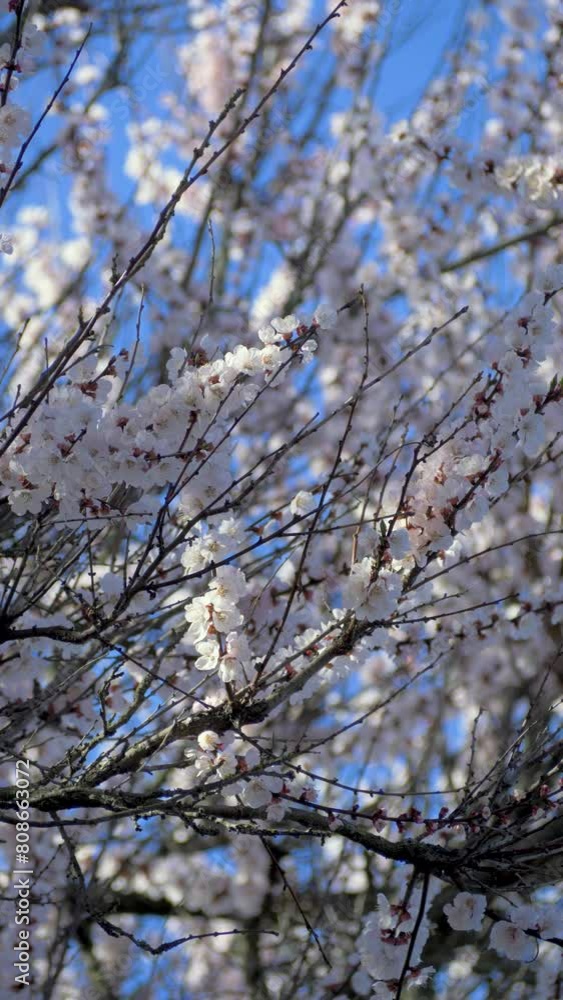 Amidst serene azure canvas of the sky, delicate blooms of apricot tree unfold in orchards. Blooming and fruit development. Honey bee collecting nectar from flower in springtime concept Amidst serene azure canvas of the sky, delicate blooms of apricot tree unfold in orchards. Blooming and fruit development. Honey bee collecting nectar from flower in springtime concept