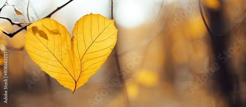 The wind blew a heart shaped yellow leaf with a hole out of the branch. Copy space image. Place for adding text and design photo