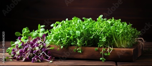 An assortment of freshly cut microgreens placed diagonally on weathered wooden boards accompanied by a bottle of aromatic spices creating a culinary themed design with ample copy space for customizat