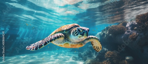 A turtle emerges from the tropical turquoise sea water taking a breath and creating a stunning copy space image