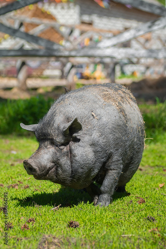 Black pig on green grass..