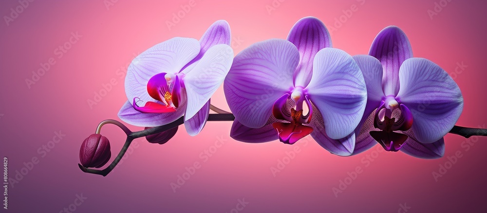 Naklejka premium A phalaenopsis orchid displaying vibrant shades of pink and purple stands against a backdrop that offers ample room for additional content in the image
