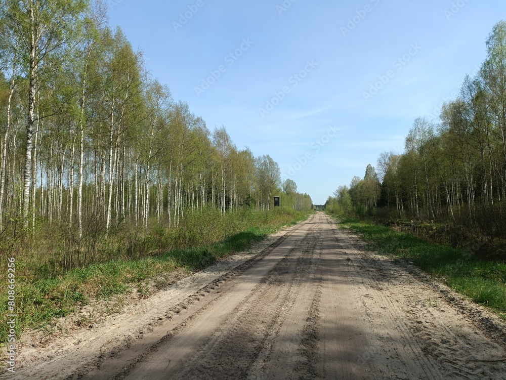Road in forest in Siauliai county during sunny summer day. Oak and birch tree woodland. Sunny day with white clouds in blue sky. Bushes are growing in woods. Sandy road. Nature. Miskas. Road in forest in Siauliai county during sunny summer day. Oak and birch tree woodland. Sunny day with white clouds in blue sky. Bushes are growing in woods. Sandy road. Nature. Miskas.