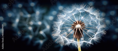 Close up image of a dandelion clock seed head with copy space