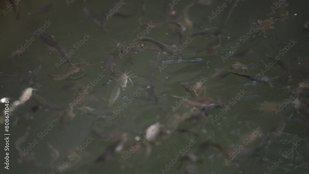 Close-up view of snakehead fish fry. the head of a snakehead fish that has surfaced Close-up view of snakehead fish fry. the head of a snakehead fish that has surfaced