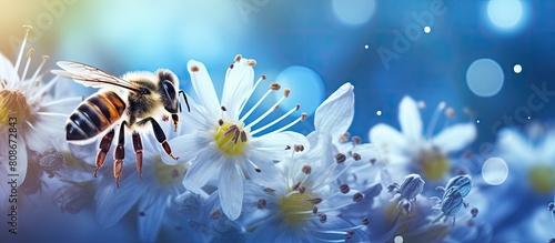 Copy space image of a European Honey Bee Apis Mellifera gathering pollen on a vibrant white and blue Borage Starflower Borago Officinalis and Alba illuminated by bokeh lights photo