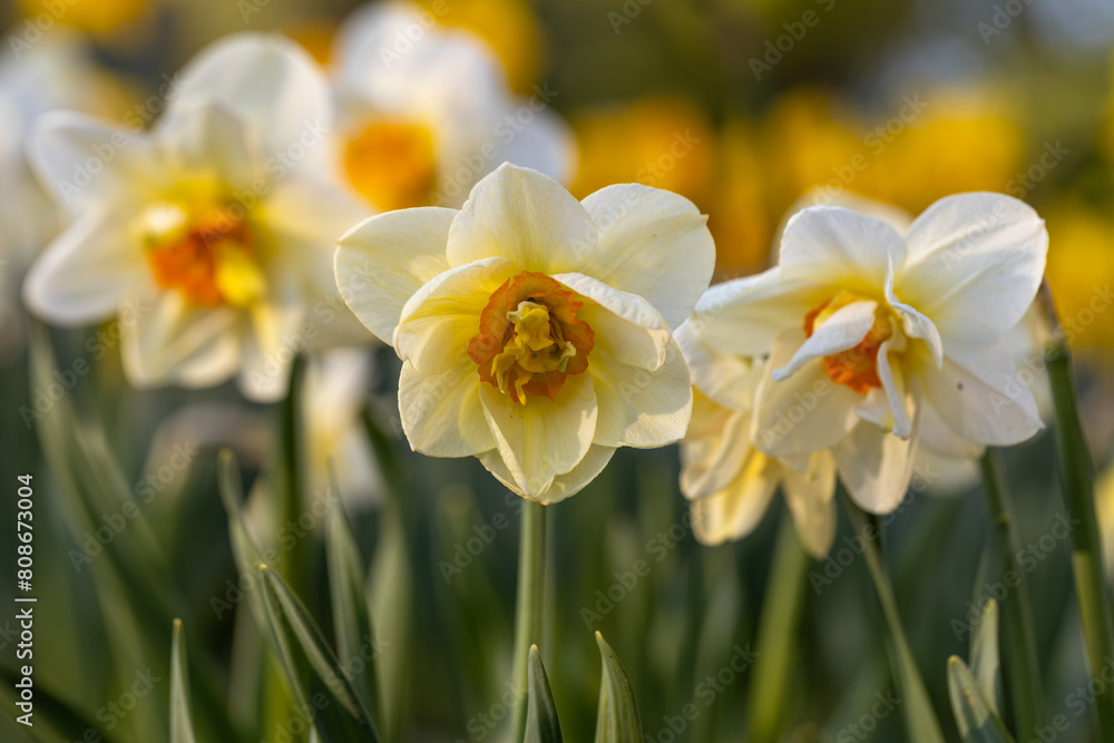 Beautiful narcissus flowers bloom in the spring garden. Beautiful narcissus flowers bloom in the spring garden.
