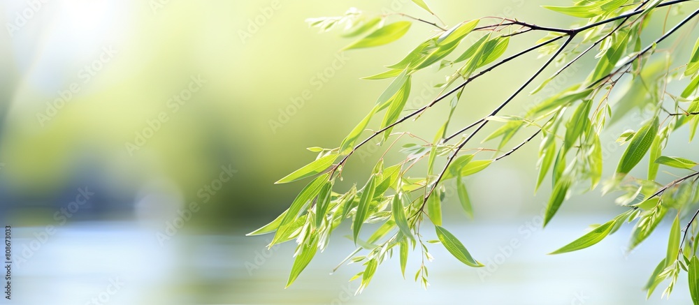 Obraz premium In early spring there are delicate leaves of willow branches creating a beautiful scene The image has copy space for additional content