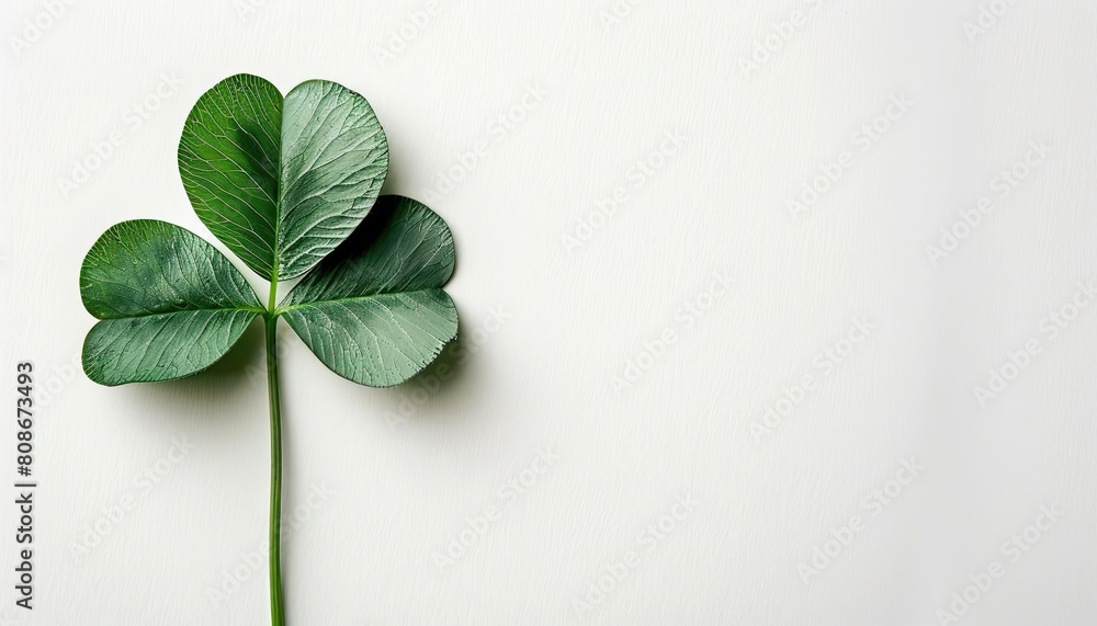 A beautiful green four-leaf clover on a white background. A beautiful green four-leaf clover on a white background.