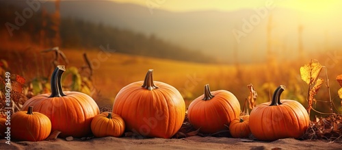 A picturesque scenery of autumn pumpkins with a tranquil ambiance that leaves copy space for any image