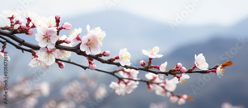 An early blooming Kawazu cherry tree in a close up copy space image photo