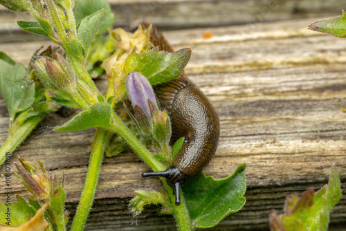 Arion hortensis, garden slug, black field slug