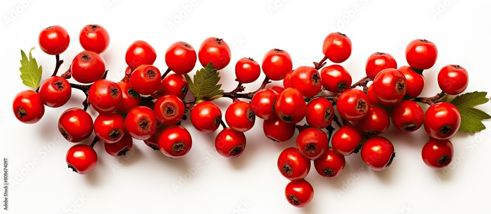 Top view of red hawthorn berries photographed in closeup on a white background providing ample space for adding text or graphics to the image Top view of red hawthorn berries photographed in closeup on a white background providing ample space for adding text or graphics to the image