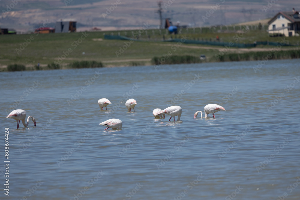 Phoenicopterus, swan, bird, water, lake, nature, animal, swans, birds, wildlife, white, wild, pond, animals, river, beautiful, beauty, flamingo, sea, beak, flock, feather, feathers, swimming, family, Phoenicopterus, swan, bird, water, lake, nature, animal, swans, birds, wildlife, white, wild, pond, animals, river, beautiful, beauty, flamingo, sea, beak, flock, feather, feathers, swimming, family,