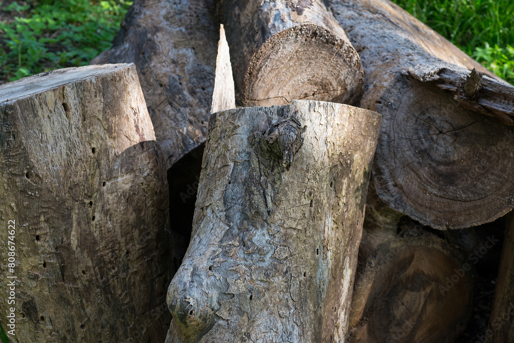 Fototapeta premium Big tree cut