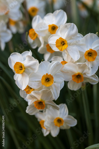 Narcissus Geranium blossoms in the garden in spring